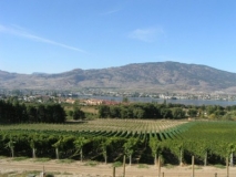 Beautiful-vineyards